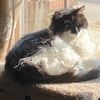 cat_snow